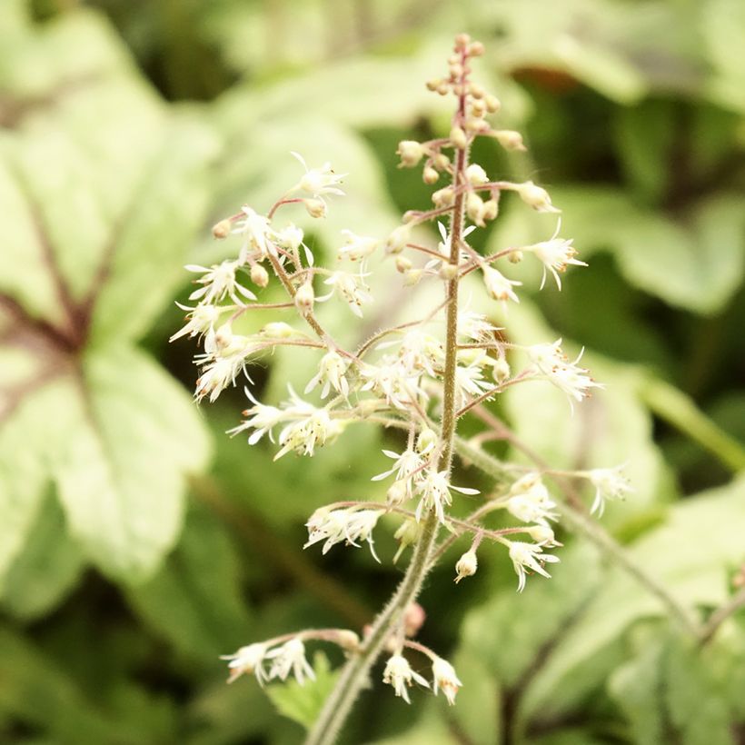 Heucherella Kimono (Fioritura)