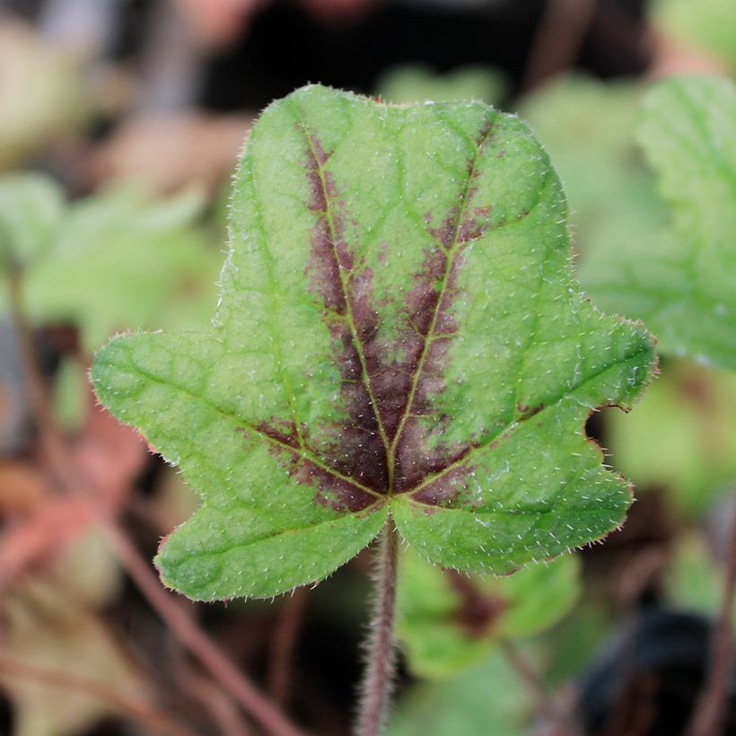 Heucherella Kimono (Fogliame)