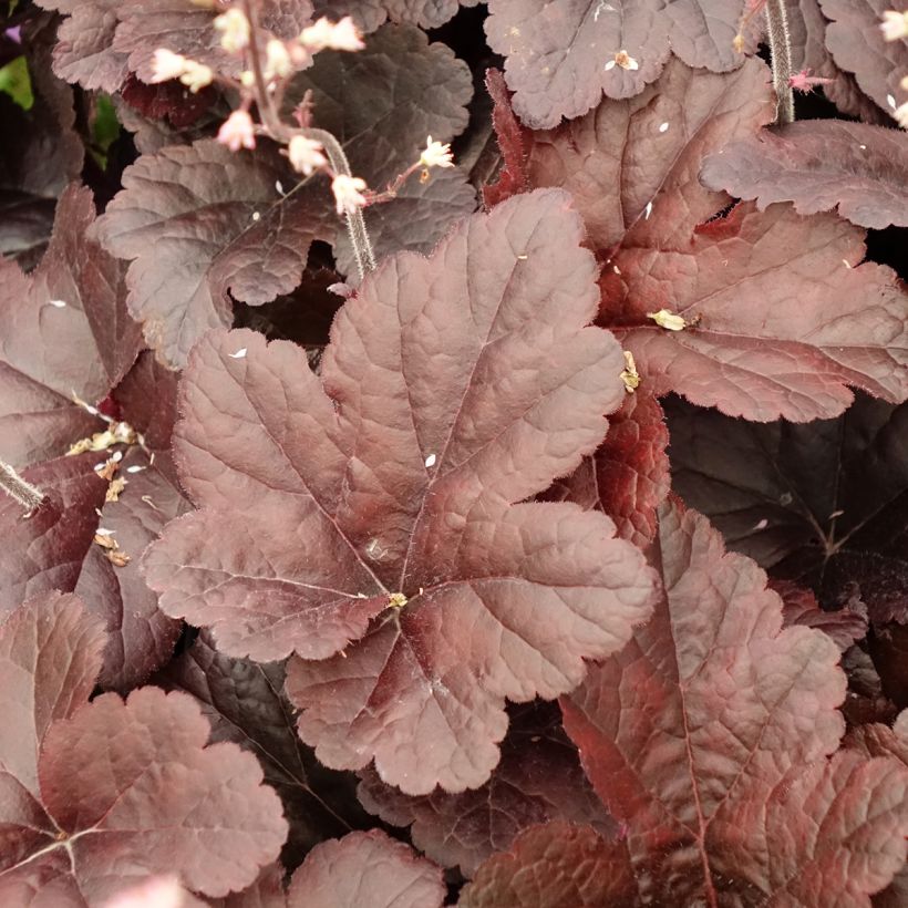 Heucherella Onyx (Fogliame)