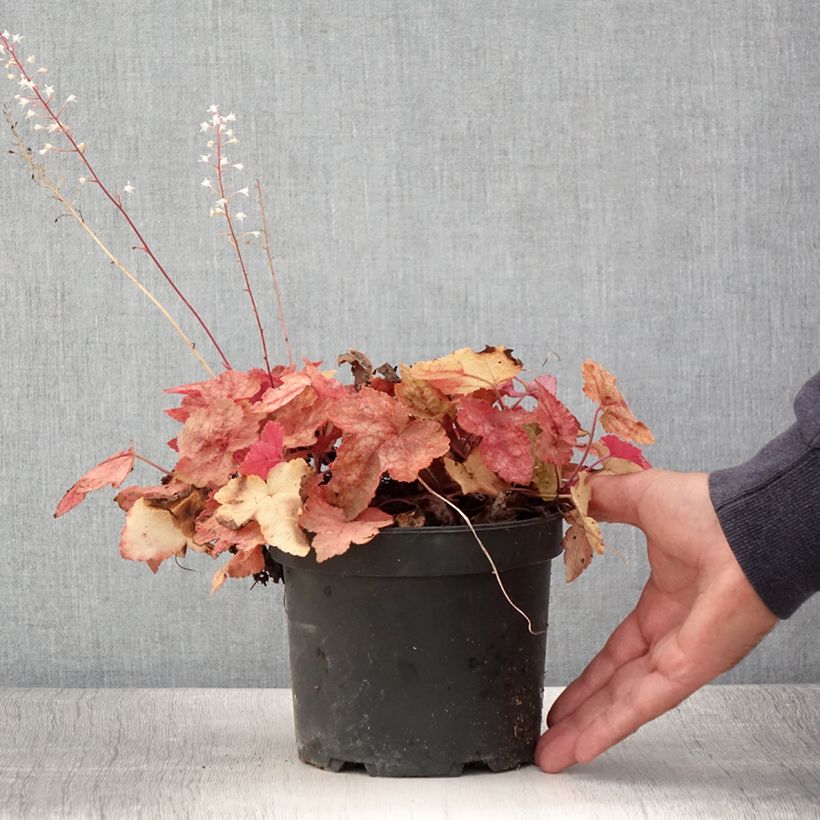 Esemplare di Heucherella Redstone Falls Vaso da 2L/3L consegnato in estate
