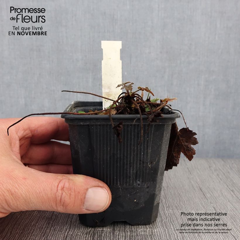 Esemplare di Heucherella Silver Streak Godet de 8/9 cm come consegnato in autunno
