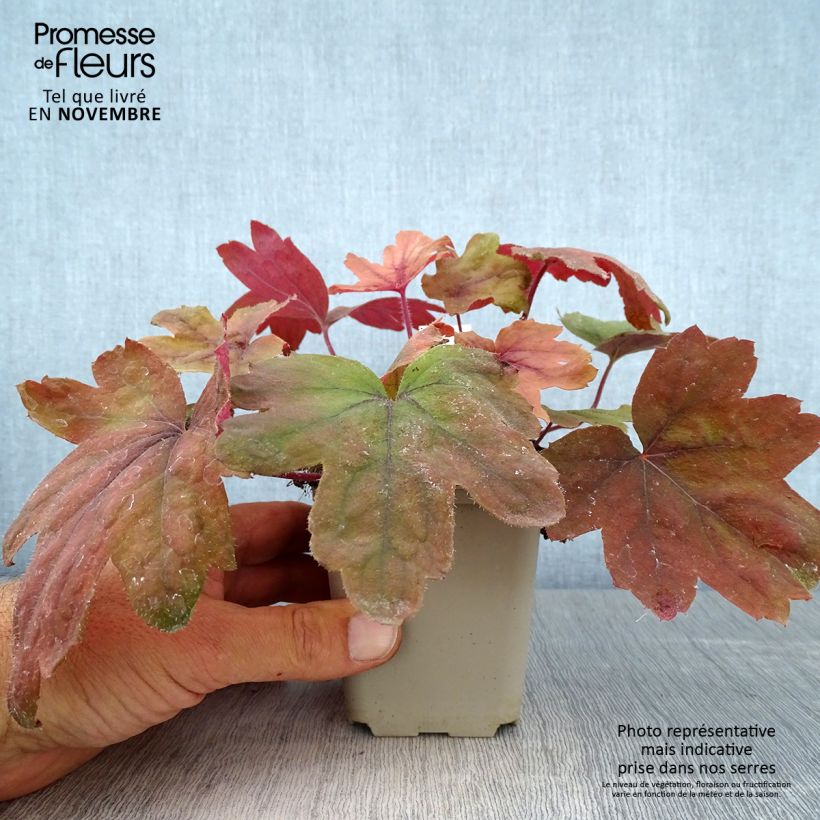 Esemplare di Heucherella Sweet Tea Vasetto da 8/9 cm come consegnato in autunno