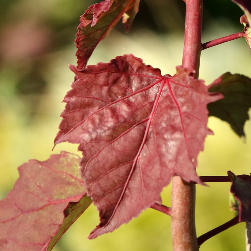 Hibiscus moscheutos Carousel Ghost - Ibisco palustre (Fogliame)