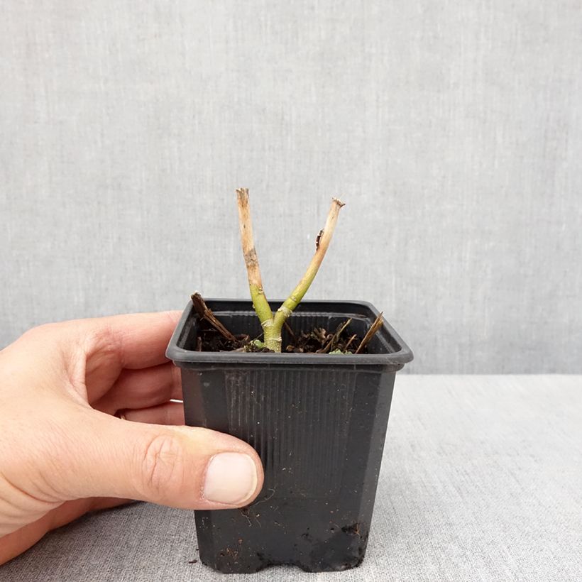 Hibiscus moscheutos Carousel Ghost - Ibisco palustre Vasetto da 8/9 cm esemplare consegnato in primavera