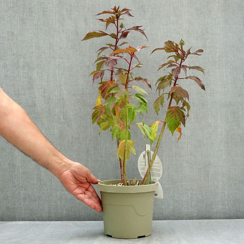 Esemplare di Hibiscus moscheutos Carousel Ghost - Ibisco palustre Vaso da 3L/4L consegnato in estate