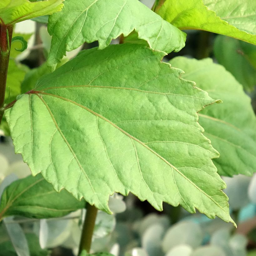 Hibiscus moscheutos Cherry Cheesecake - Ibisco palustre (Fogliame)