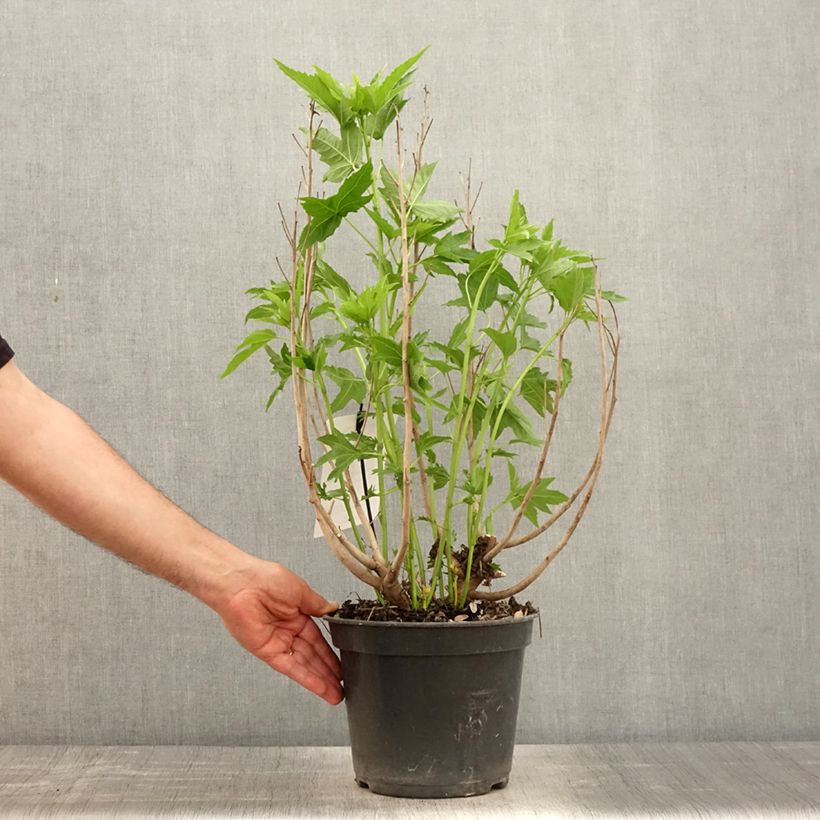 Hibiscus moscheutos Fujin - Ibisco palustre Vaso da 4L/5L esemplare consegnato in primavera