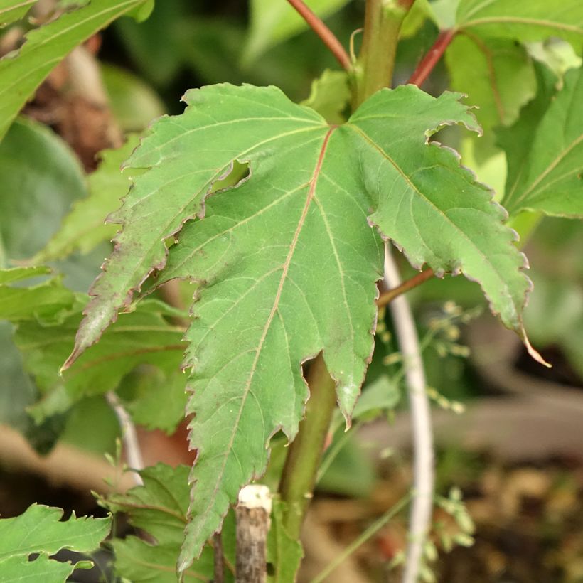 Hibiscus moscheutos Pink Candy - Ibisco palustre (Fogliame)