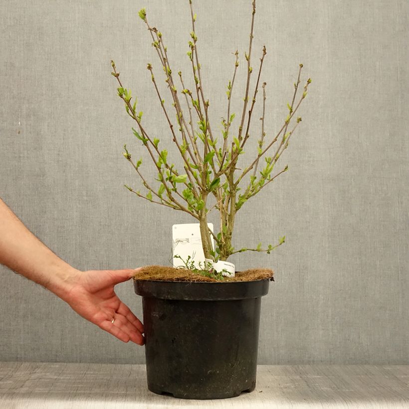 Hibiscus syriacus Pink Giant - Ibisco Vaso da 7,5L/10L esemplare consegnato in primavera