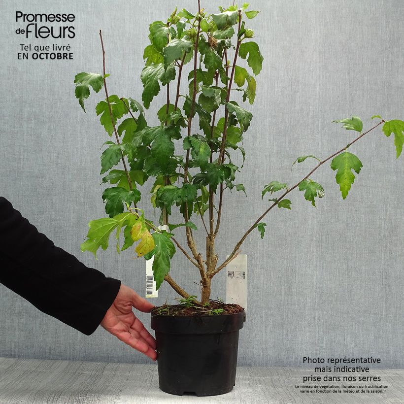 Esemplare di Hibiscus syriacus Pink Giant - Ibisco Vaso da 4L/5L come consegnato in autunno