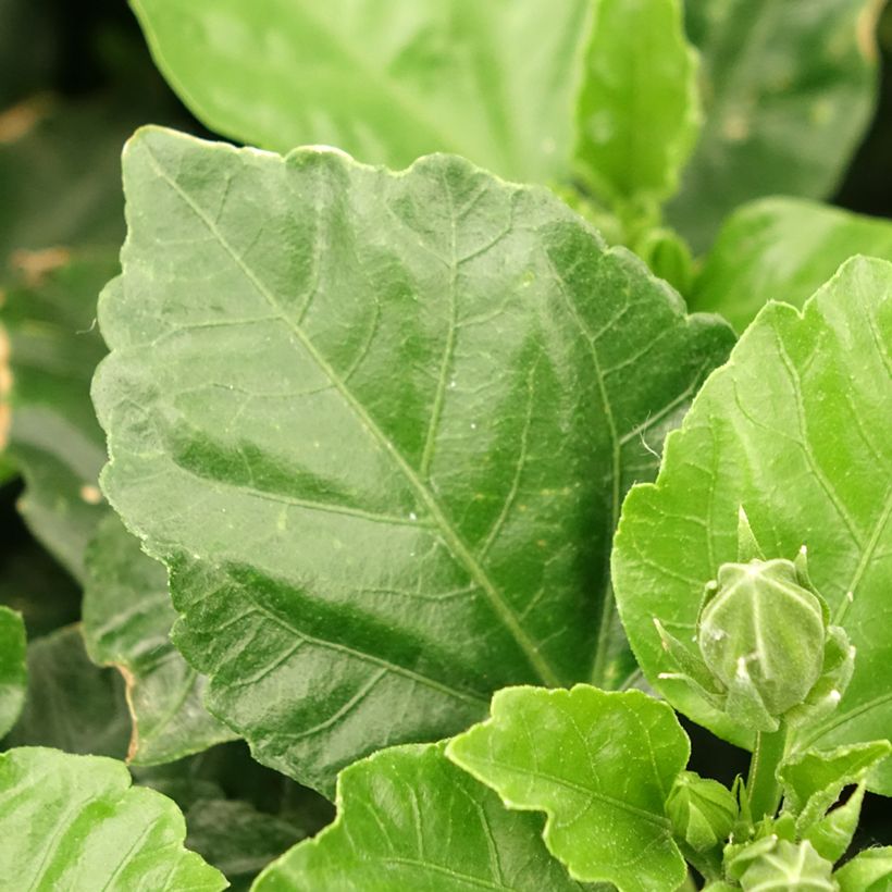 Hibiscus rosa-sinensis - Ibisco (Foliage)