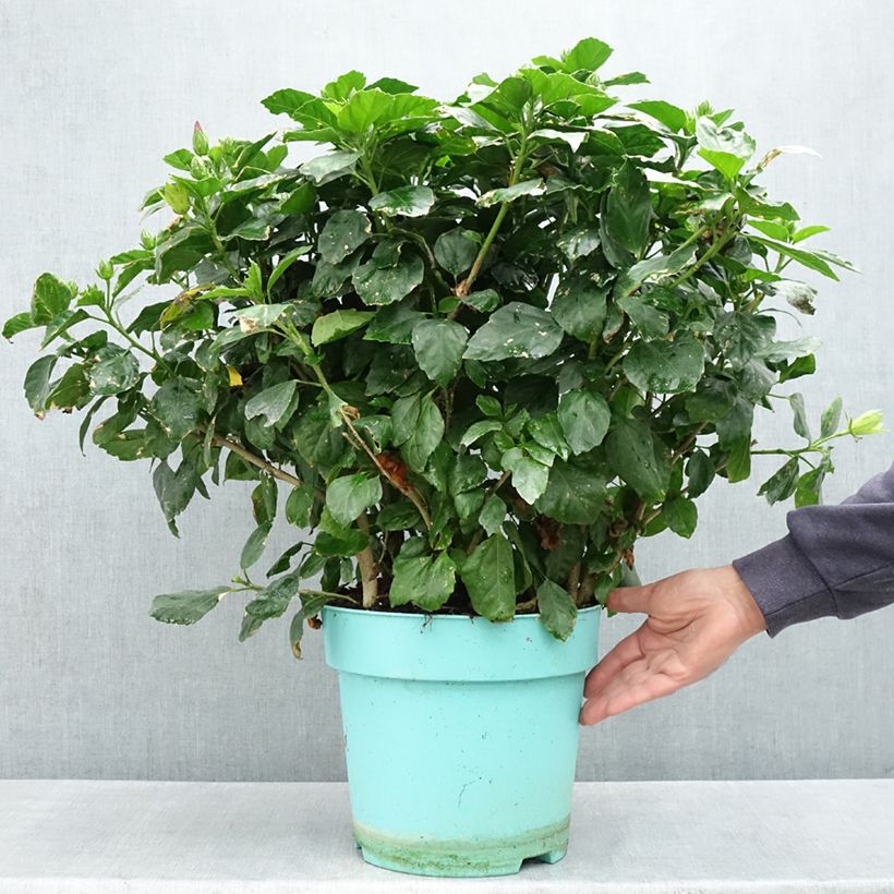 Example of Hibiscus rosa-sinensis - Ibisco Vaso da 7,5L/10L as you get in printemps