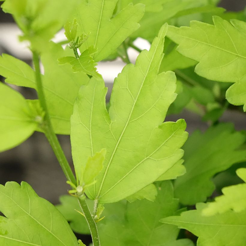 Hibiscus syriacus Russian Violet (II) - Ibisco (Fogliame)