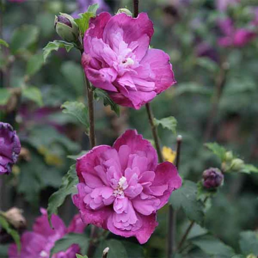 Hibiscus syriacus Purple Ruffles - Ibisco (Fioritura)