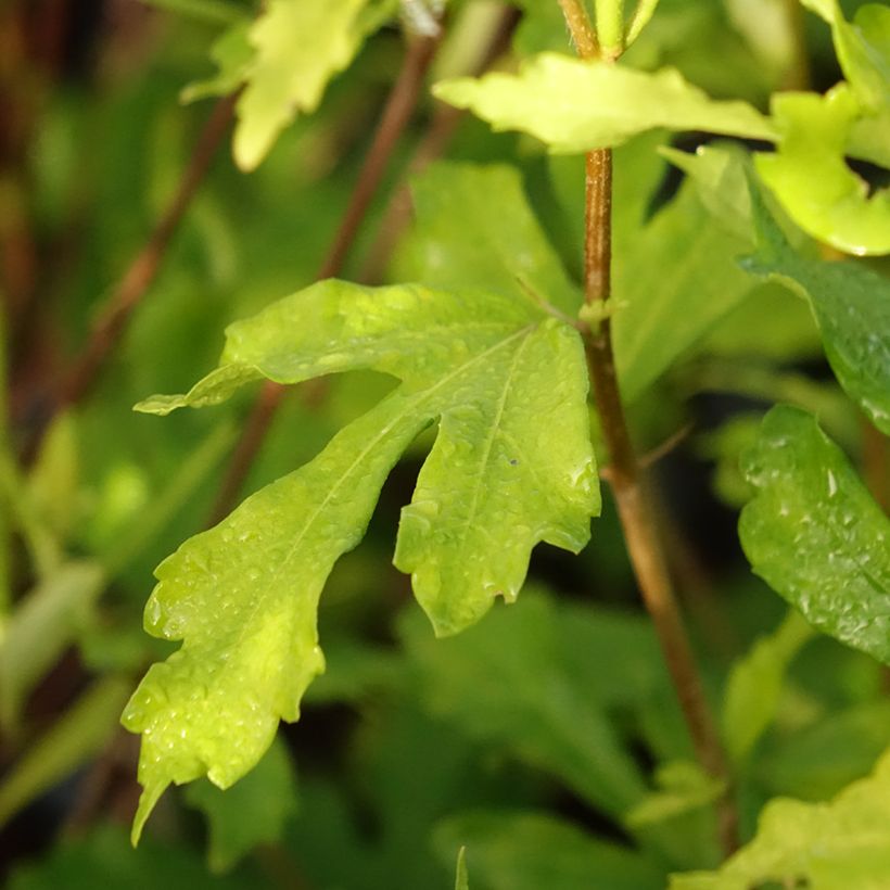 Hibiscus syriacus Admiral Dewey - Ibisco (Foliage)