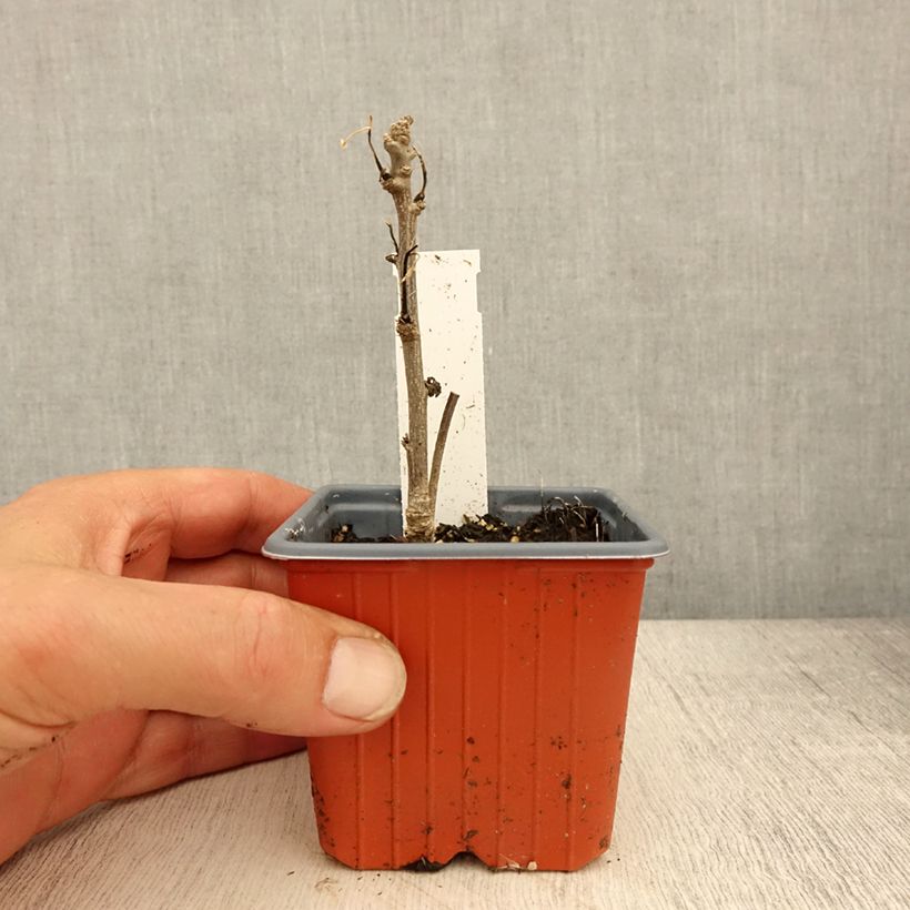 Example of Hibiscus syriacus Admiral Dewey - Ibisco Vasetto da 8/9 cm as you get in printemps