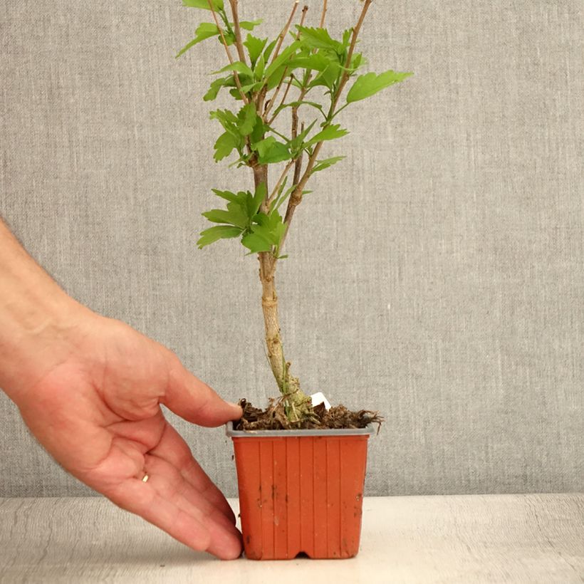 Esemplare di Hibiscus syriacus Ardens - Ibisco Vasetto da 8/9 cm consegnato in estate