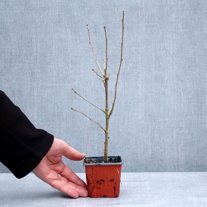 Hibiscus syriacus Ardens - Ibisco Vasetto da 8/9 cm esemplare consegnato in inverno