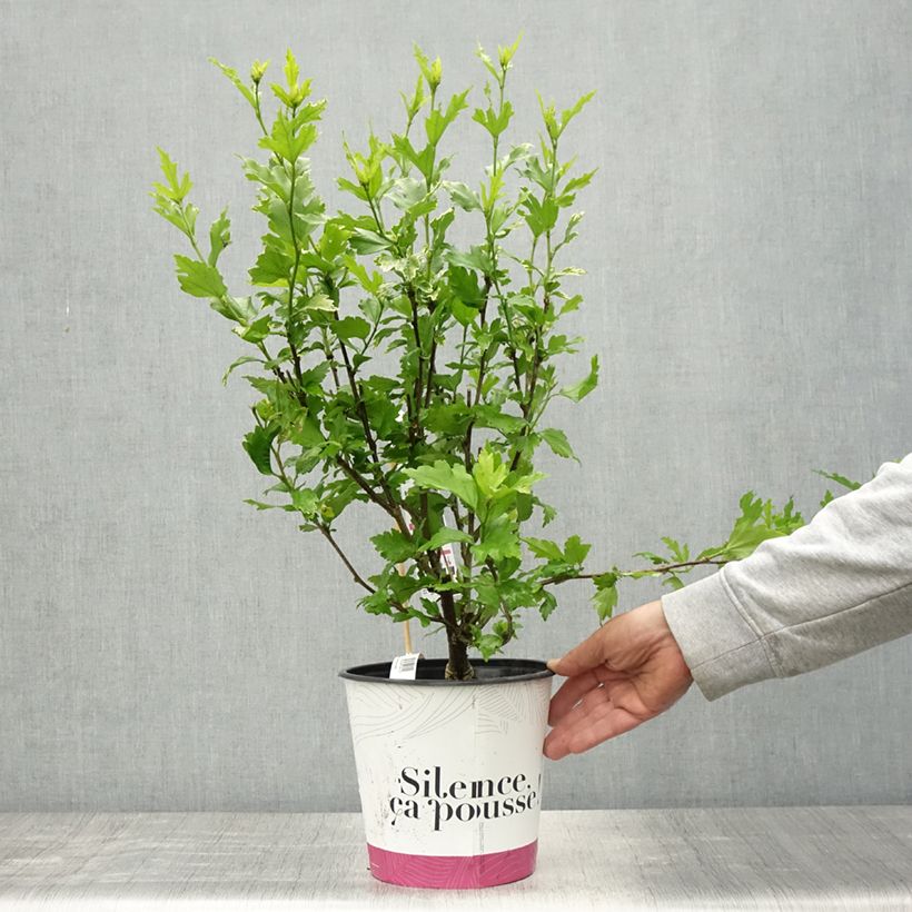 Hibiscus syriacus B'twist Lavende - Ibisco Vaso da 4L/5L esemplare consegnato in primavera