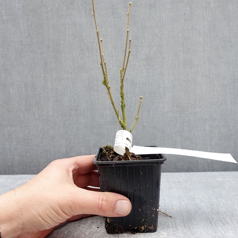 Example of Hibiscus syriacus Beautifull Magenta - Ibisco Vasetto da 8/9 cm as you get in hiver
