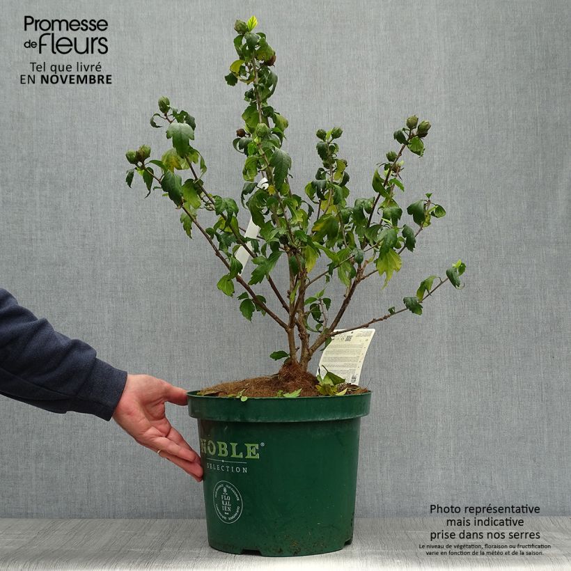 Esemplare di Hibiscus syriacus Blue Chiffon - Ibisco Vaso da 7,5L/10L come consegnato in autunno