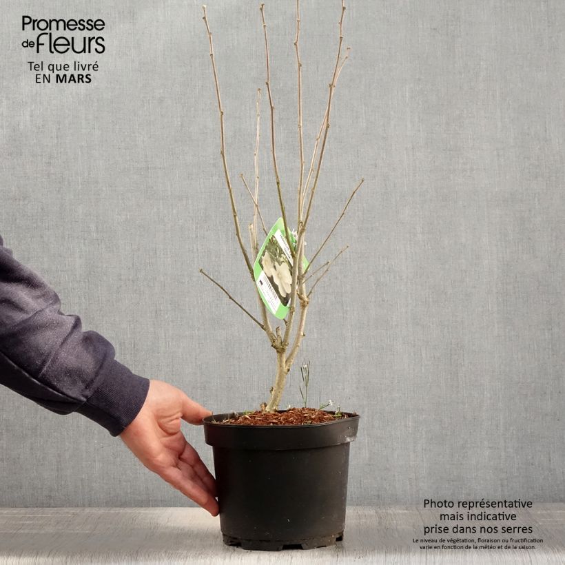 Example of Hibiscus syriacus Diana - Ibisco Vaso da 3L/4L as you get in printemps