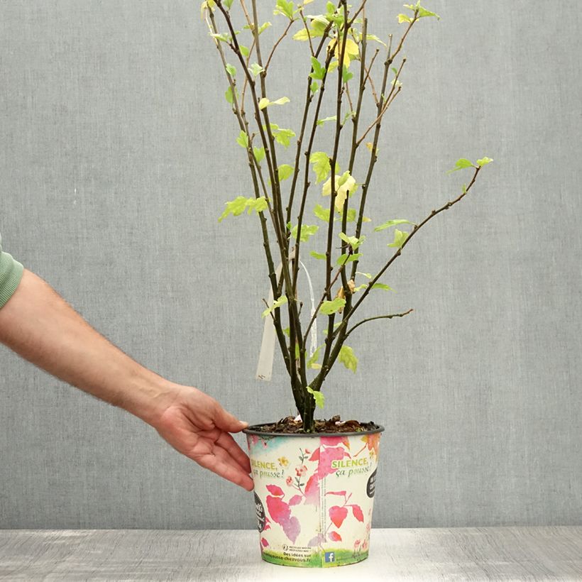 Esemplare di Hibiscus syriacus Eruption - Ibisco Vaso da 4L/5L consegnato in estate