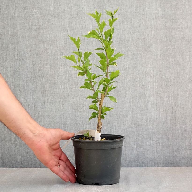Example of Hibiscus syriacus Flower Tower Purple - Ibisco Vaso da 1,5L/2L as you get in printemps