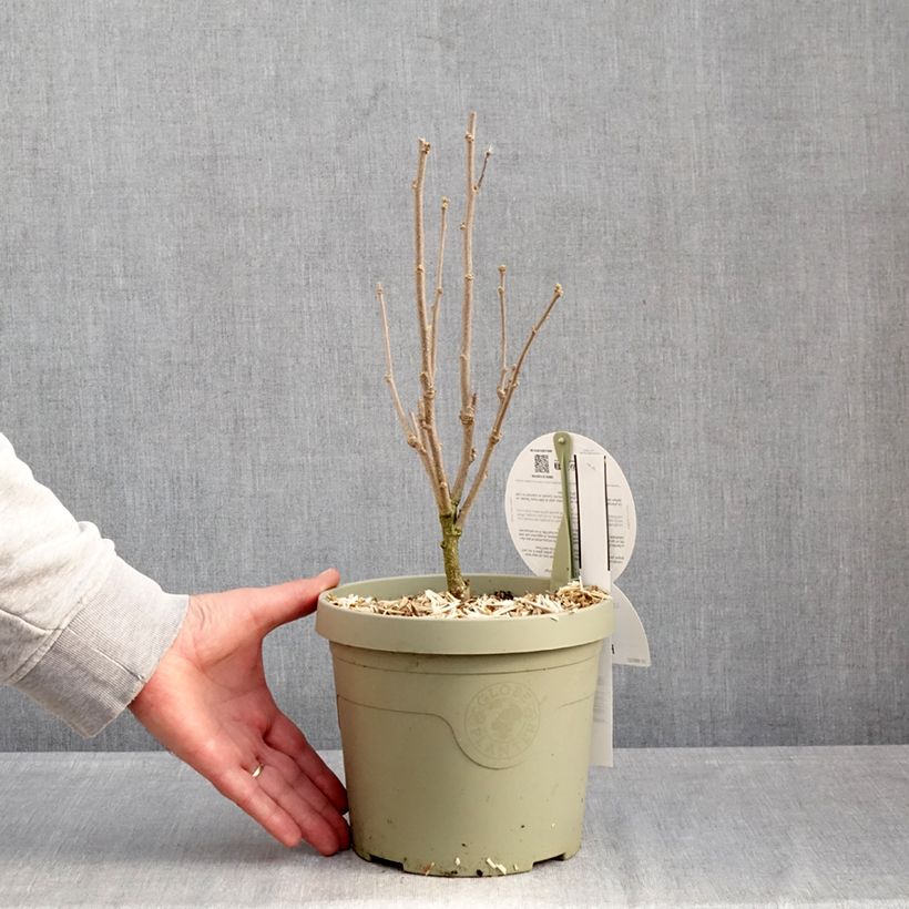 Example of Hibiscus syriacus Flower Tower Purple - Ibisco Vaso da 3L/4L as you get in hiver