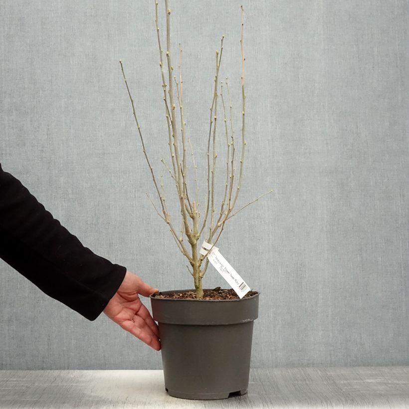 Hibiscus syriacus Flower Tower Ruby - Ibisco Vaso da 2L/3L esemplare consegnato in primavera