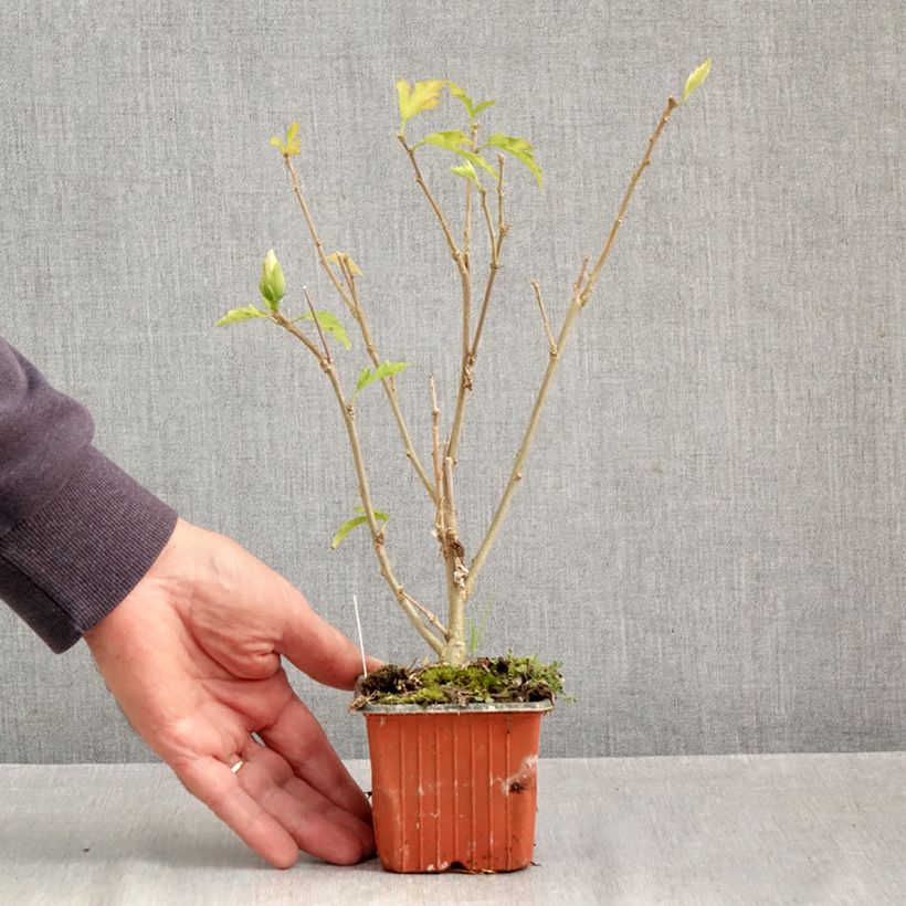 Esemplare di Hibiscus syriacus Flower Tower White - Ibisco Vasetto da 8/9 cm come consegnato in autunno