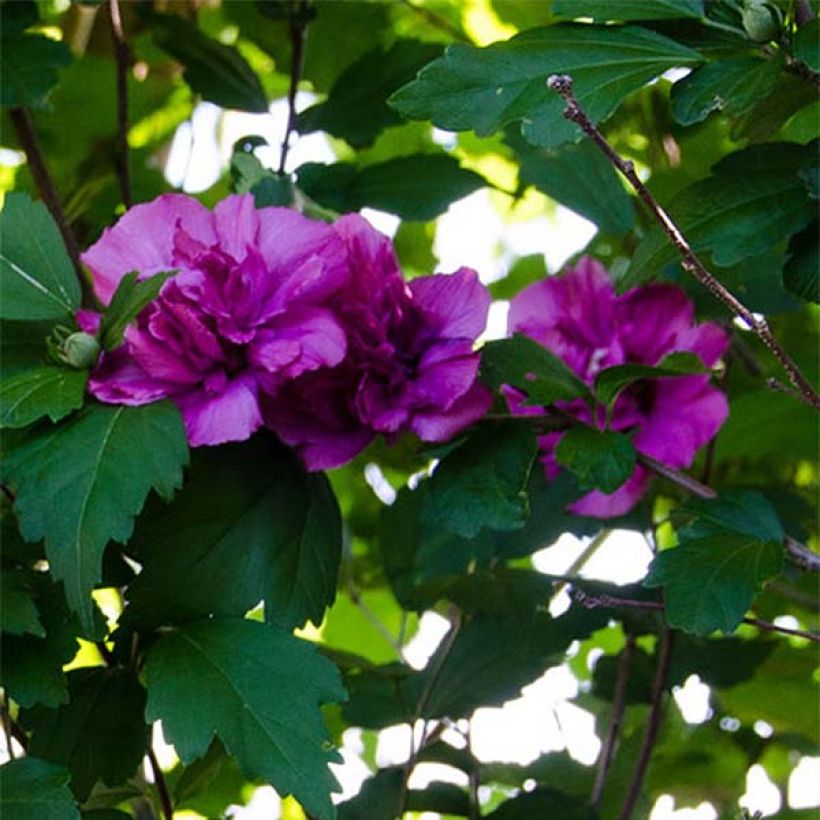 Hibiscus syriacus Freedom - Ibisco (Flowering)