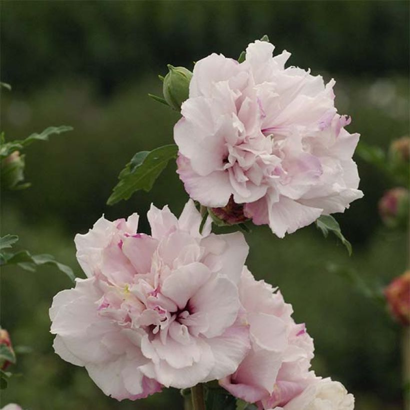 Hibiscus syriacus French Cabaret Pastel - Ibisco (Flowering)