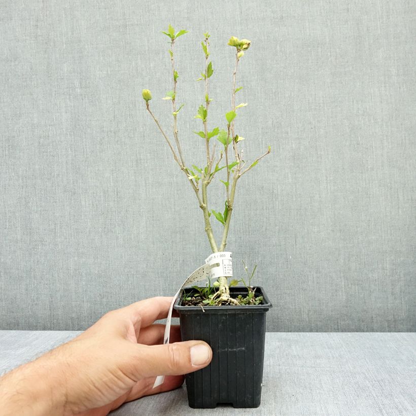 Esemplare di Hibiscus syriacus French Cabaret White - Ibisco Vasetto da 8/9 cm consegnato in estate