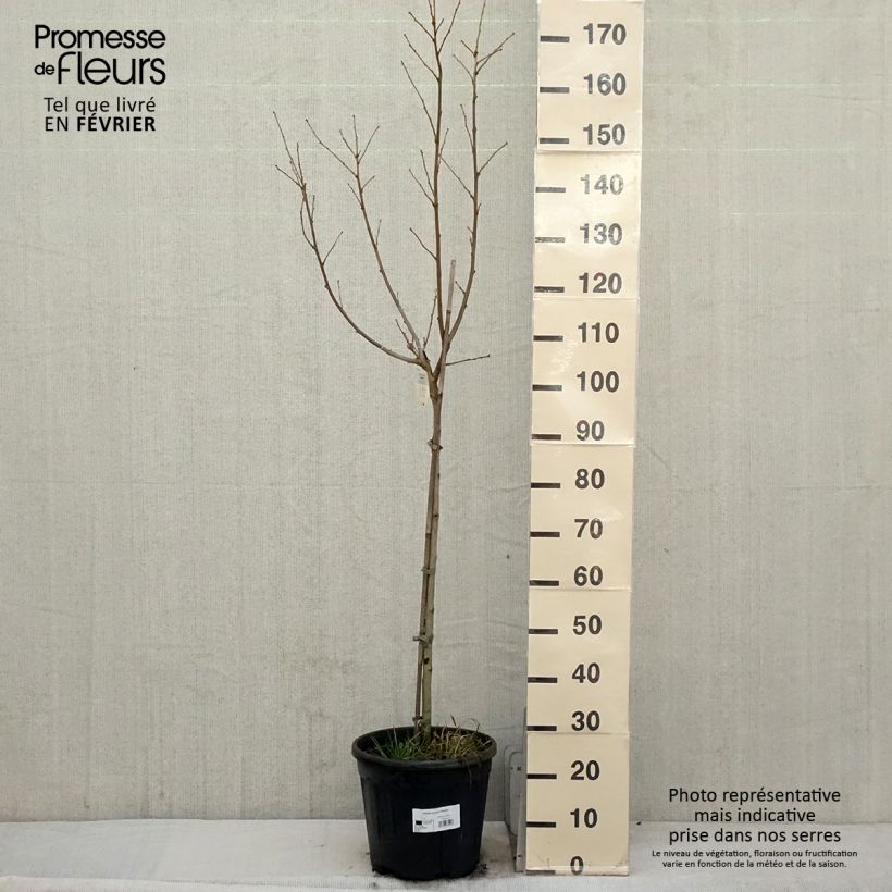 Hibiscus syriacus Hamabo - Althéa ou mauve en arbre Pot de 7,5L/10L, Demi-Tige esemplare consegnato in inverno