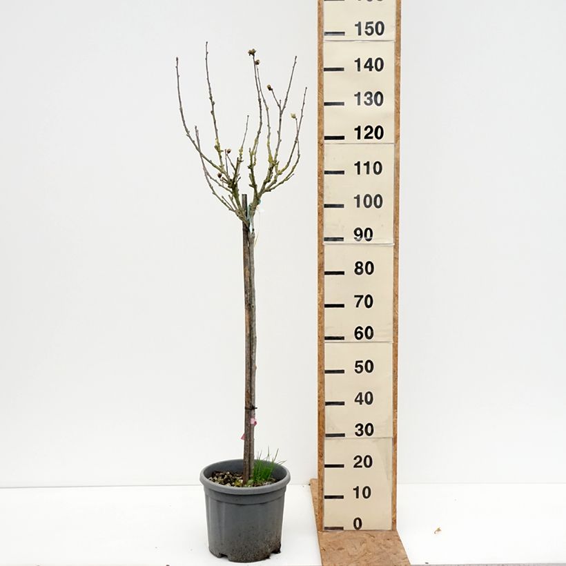 Esemplare di Hibiscus syriacus Hamabo - Ibisco Vaso da 7,5L/10L, Vaso impalcato medio come consegnato in autunno
