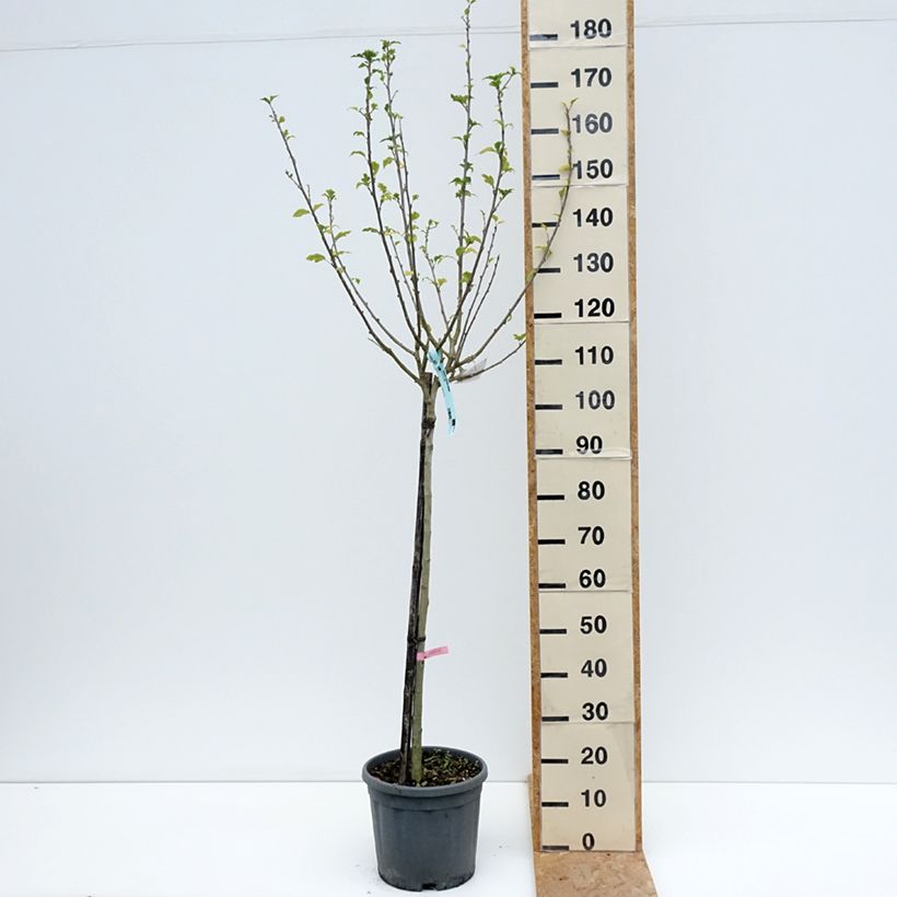 Esemplare di Hibiscus syriacus Hamabo - Ibisco Vaso da 7,5L/10L, Vaso impalcato medio consegnato in estate