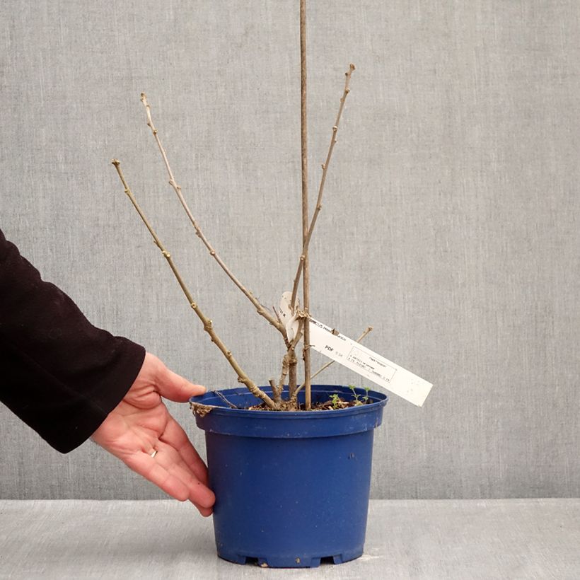 Example of Hibiscus syriacus Hibisa Blanco - Ibisco Vaso da 3L/4L as you get in hiver