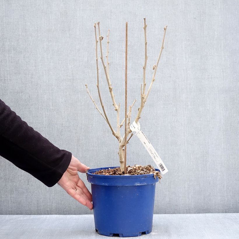 Hibiscus syriacus Hibisa Rosada - Ibisco Vaso da 3L/4L esemplare consegnato in inverno