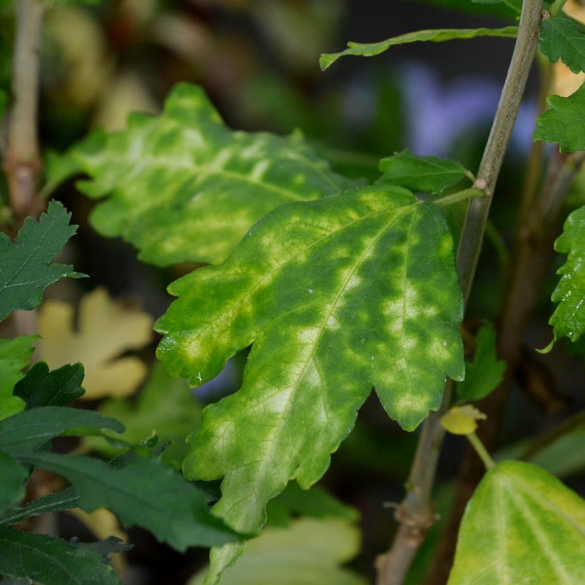 Hibiscus syriacus Marina - Ibisco (Foliage)