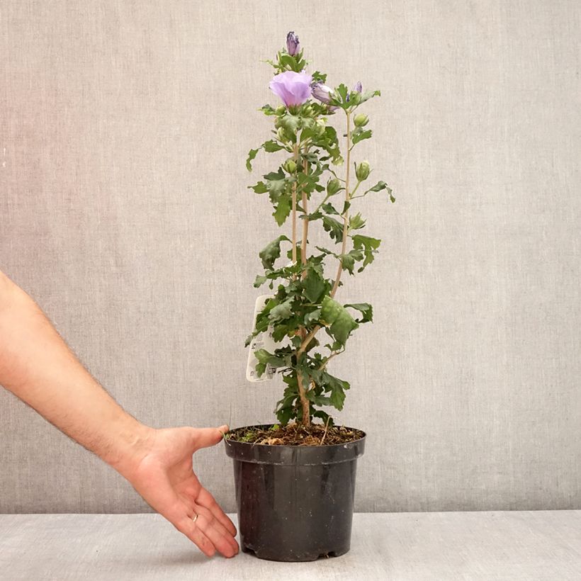 Esemplare di Hibiscus syriacus Marina - Ibisco Vaso da 2L/3L consegnato in estate