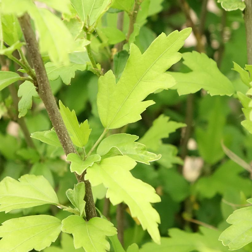 Hibiscus syriacus Pinky Spot - Ibisco (Foliage)