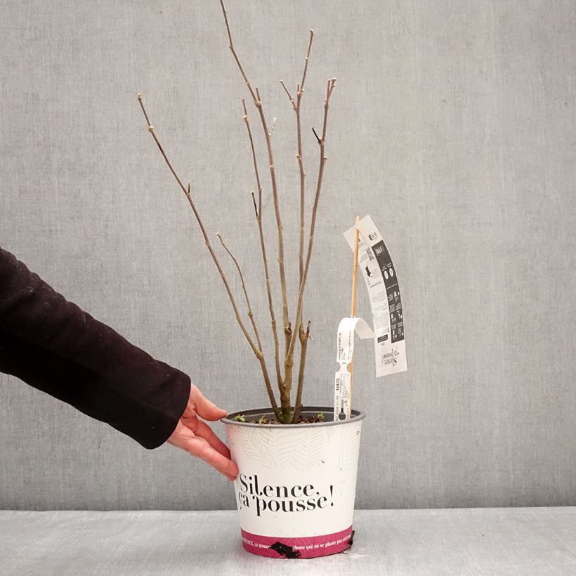 Hibiscus syriacus Pompei - Ibisco Vaso da 4L/5L esemplare consegnato in inverno