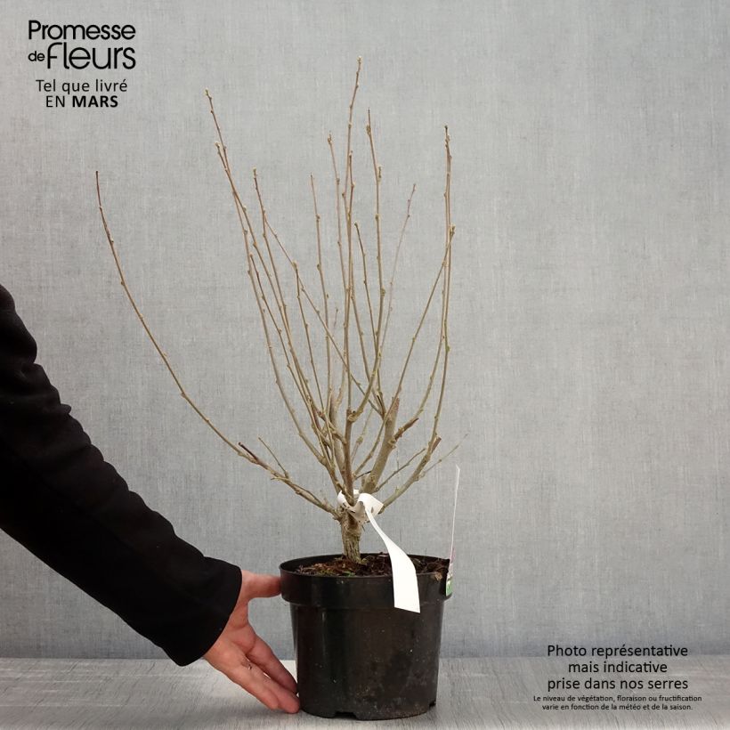 Hibiscus syriacus Purple Ruffles - Ibisco Vaso da 3L/4L esemplare consegnato in primavera