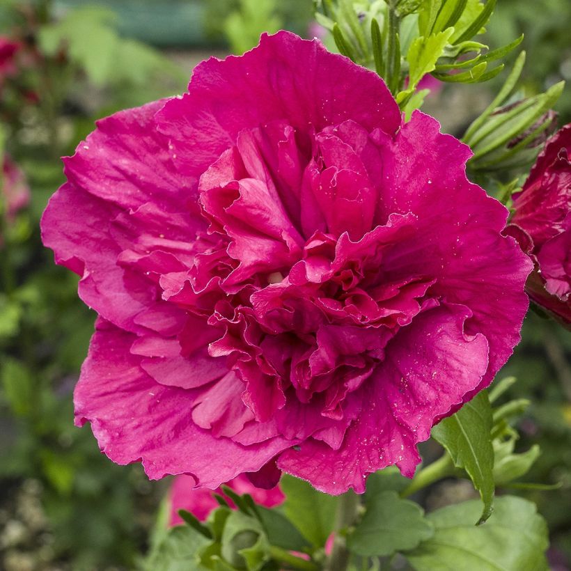 Hibiscus syriacus Ruby Chiffon - Ibisco (Fioritura)