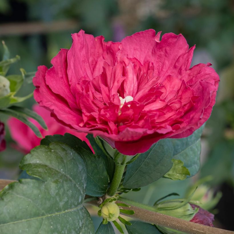 Hibiscus syriacus Ruby Chiffon - Ibisco (Fogliame)