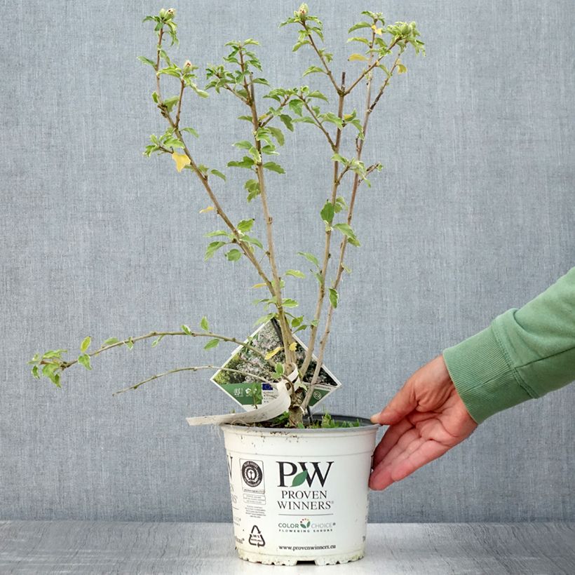 Esemplare di Hibiscus syriacus Sugar Tip - Ibisco Vaso da 3L/4L consegnato in estate