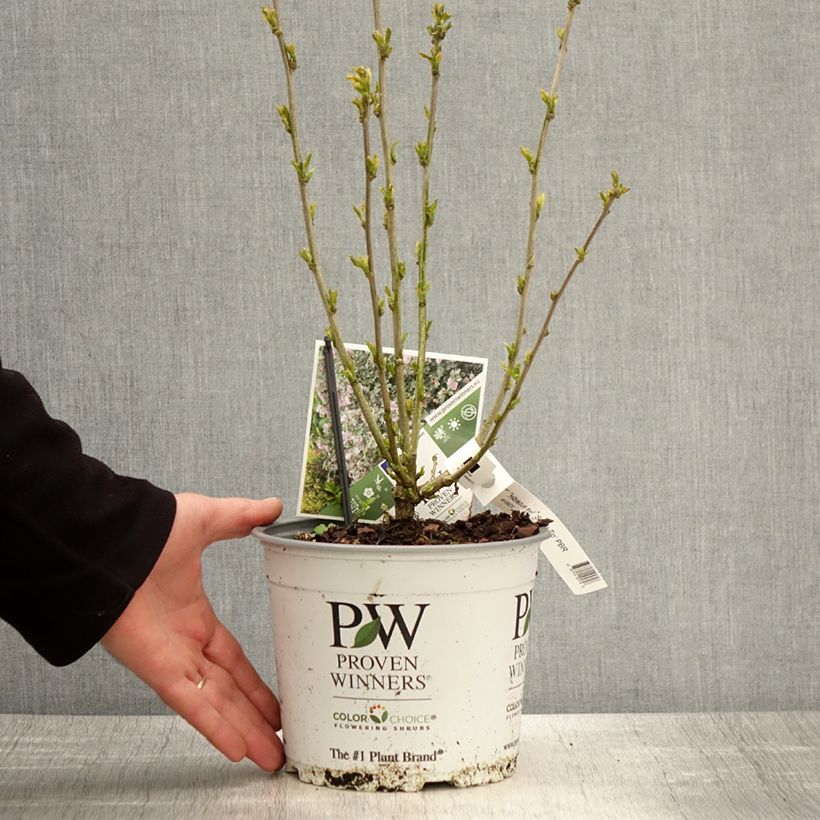 Hibiscus syriacus Sugar Tip - Ibisco Vaso da 3L/4L esemplare consegnato in primavera