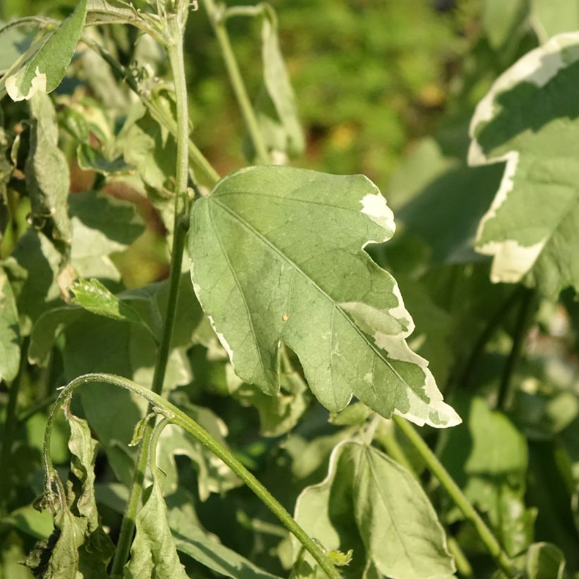 Hibiscus syriacus Sugar Tip - Ibisco (Fogliame)