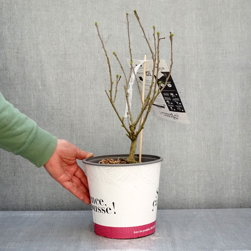 Hibiscus syriacus Sup'Blue - Althéa bleu Vaso da 4L/5L esemplare consegnato in inverno